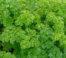 Grüne Perle, ekofrö