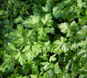 Plain Leaved 2, ekofrö