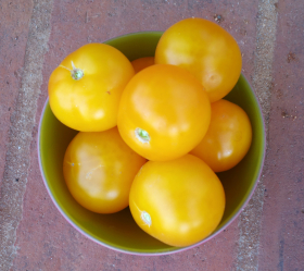 Golden Queen, ekofrö