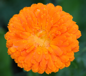 Orange King, ekofrö