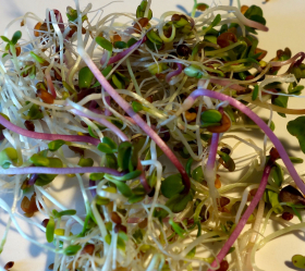 Groddfrömix, ekofrö