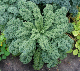 Vates Dwarf Curled, ekofrö