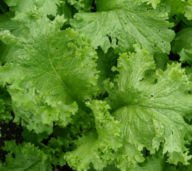 Southern Giant Curled Mustard, ekofrö