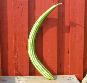 Armenisk Gurka, ekofrö