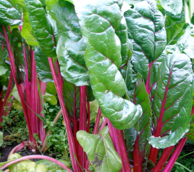 Flamingo Pink, ekofrö