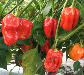 Habanero Tropical, ekofrö