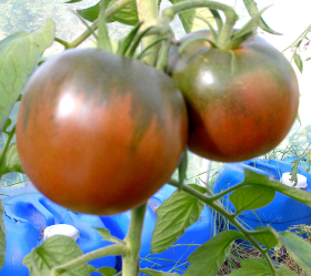 Black Prince, ekofrö