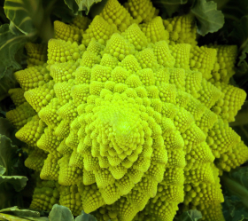 Natalino Romanesco , ekofrö
