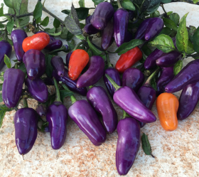 Trinidad Purple Coffee, ekofrö