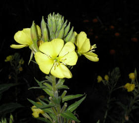 Jättenattljus, ekofrö