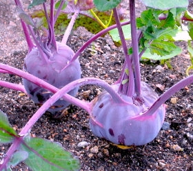 Wiener Blå, ekofrö