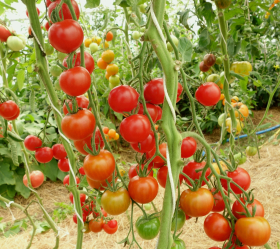 Sweet Aperitif, ekofrö