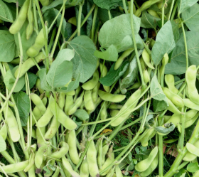 Edamame Green Shell, ekofrö