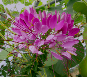 Violet Queen, ekofrö