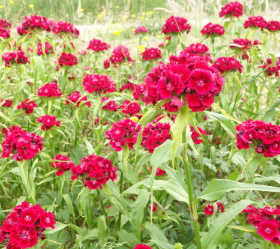 Borstnejlika, mörkt röd, ekofrö