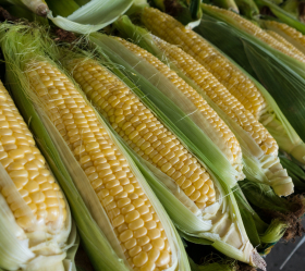 Golden Bantam, ekofrö