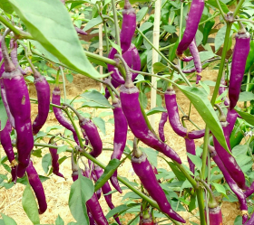 Buena Mulata, ekofrö