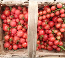 Pink Princess, ekofrö