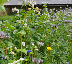 Nektarblandning, ekofrö