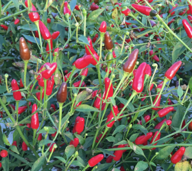 Sibirisk chili, ekofrö