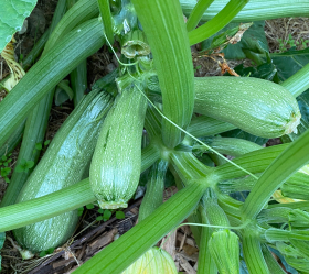 Ortolana di Faenza, ekofrö