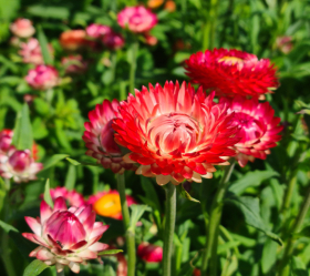 Apricot/Peach mix, ekofrö