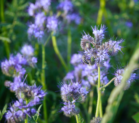 Honungsört, ekofrö