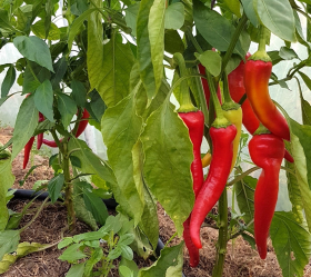 Corno Rosso, ekofrö