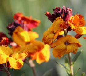 Gyllenlack, Blandade färger, ekofrö
