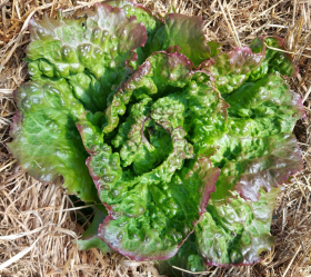 Rouge de Grenobloise, ekofrö