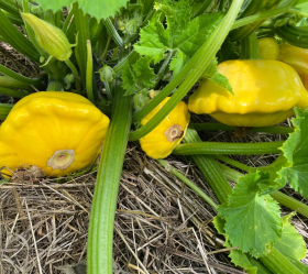 Patisson Jaune Vert , ekofrö