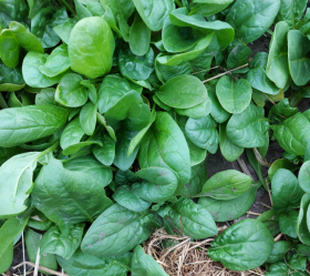 Gigante de Inverno, ekofrö