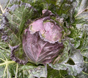 San Michele, ekofrö