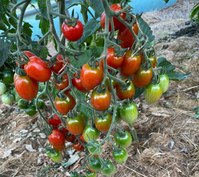 Meili de Nuhai, ekofrö