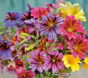 Trumpetblomma, Blandade färger, ekofrö