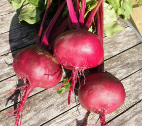 Egyptisk Plattrund, ekofrö