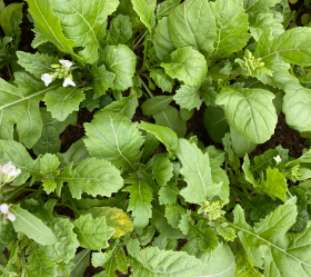 Wasabi Rucola, ekofrö