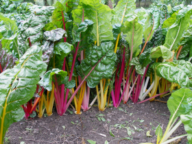 Rainbow Chard, ekofrö