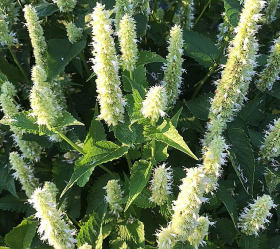 Koreansk anisisop, vitblommig, ekofrö