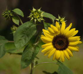 Multi branched, ekofrö