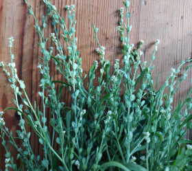 Prydnadskrasse, ekofrö