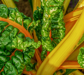 Bright Yellow, ekofrö