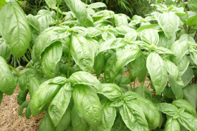 Lake Victoria Basilika, ekofrö