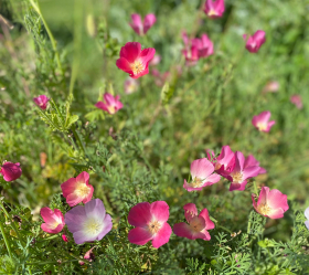 Karminkönig, ekofrö