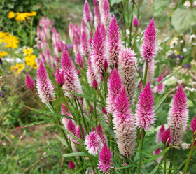 Flamingo Feather, ekofrö