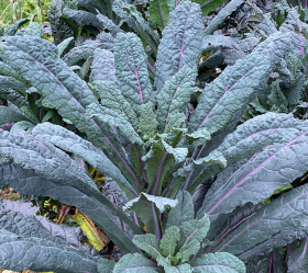 Dazzling Blue, ekofrö