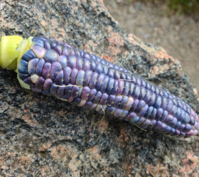 Hooker's Sweet Indian, ekofrö