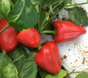 Somborckina, ekofrö