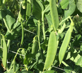 Sweet Horizon, ekofrö