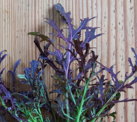 Röd Mizuna, ekofrö